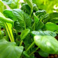Dwarf Pak Choi Gemüsesamen - Perfect zum Pflanzen