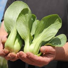 Dwarf Pak Choi Gemüsesamen - Perfect zum Pflanzen