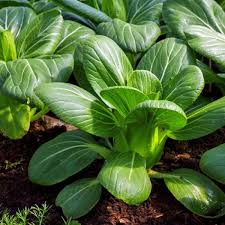 Graines de pak-choï nain – parfait à planter