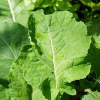 Traditionell Mustard Gemüse Samen zum Pflanzen