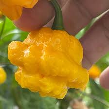 Graines de piment Scotch Bonnet jaune MOA à planter