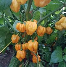 MOA Gelb Scotch Bonnet Pepper Samen zum Pflanzen