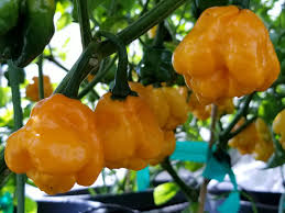 MOA Gelb Scotch Bonnet Pepper Samen zum Pflanzen