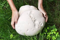 Puffball Pilz Gemüse Planting Samen