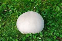 Puffball Pilz Gemüse Planting Samen