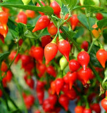 Biquinho Samen for Home Gemüse Planting