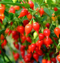 Biquinho Samen for Home Gemüse Planting