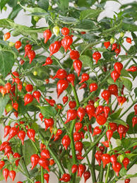 Biquinho Samen for Home Gemüse Planting