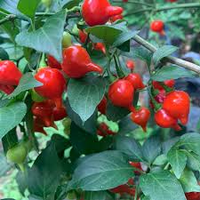 Graines de piment Biquinho pour la culture de légumes à domicile