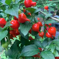 Biquinho Samen for Home Gemüse Planting