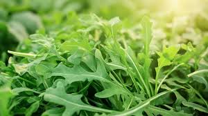 Arugula Samen zum Pflanzen
