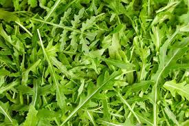 Arugula Samen zum Pflanzen