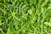 Arugula Samen zum Pflanzen