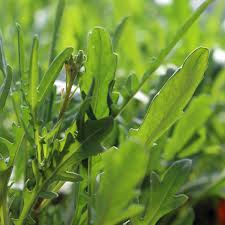 Arugula Samen zum Pflanzen