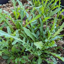 Graines de roquette à planter