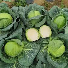 Graines de chou Golden Acre à planter – variété à haut rendement