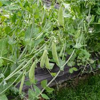 Sugar Ann Snap Pea Planting Samen