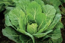 Collard Greens Samen zum Pflanzen