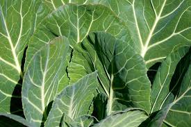 Collard Greens Samen zum Pflanzen