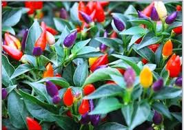 Ornamental Pepper Flower Samen Mix, Planting
