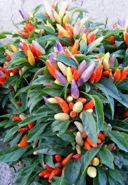 Ornamental Pepper Flower Samen Mix, Planting