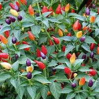 Ornamental Pepper Flower Samen Mix, Planting