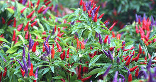 Ornamental Pepper Flower Samen Mix, Planting