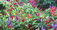 Ornamental Pepper Flower Samen Mix, Planting