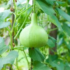 Round Bottle Gourd Gemüse Planting Samen