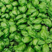 Basil Seed Mix  Perfect zum Pflanzen