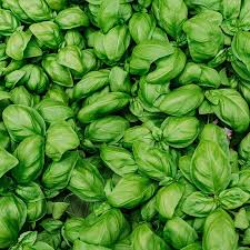 Basil Seed Mix  Perfect zum Pflanzen