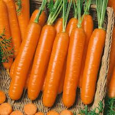 Premium Little Finger Carrot Samen zum Pflanzen  Ideal for Small Gardens
