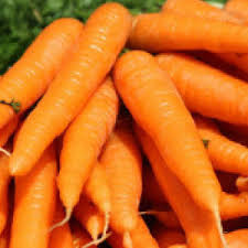 Premium Little Finger Carrot Samen zum Pflanzen  Ideal for Small Gardens