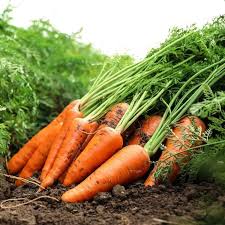 Premium Little Finger Carrot Samen zum Pflanzen  Ideal for Small Gardens