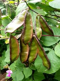 Hyacinth Bean Gemüse Samen zum Pflanzen
