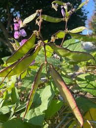 Hyacinth Bean Gemüse Samen zum Pflanzen