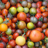 Mixed Tomate Planting Samen Collection