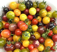 Mixed Tomate Planting Samen Collection