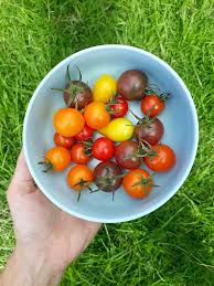 Mixed Tomate Planting Samen Collection