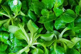 Lamb's Lettuce Gemüsesamen  Planting Made Simple