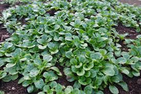 Lamb's Lettuce Gemüsesamen  Planting Made Simple