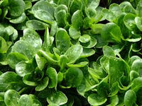 Lamb's Lettuce Gemüsesamen  Planting Made Simple
