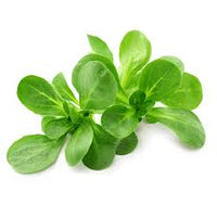 Lamb's Lettuce Gemüsesamen  Planting Made Simple