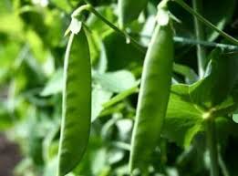Oregon Sugar Pod Pea Samen zum Pflanzen - Crisp and Sweet Edible Pods