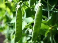Oregon Sugar Pod Pea Samen zum Pflanzen - Crisp and Sweet Edible Pods