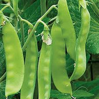Oregon Sugar Pod Pea Samen zum Pflanzen - Crisp and Sweet Edible Pods