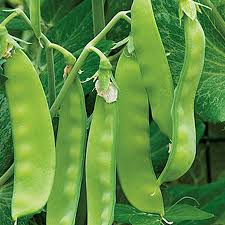 Oregon Sugar Pod Pea Samen zum Pflanzen - Crisp and Sweet Edible Pods