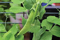 Oregon Sugar Pod Pea Samen zum Pflanzen - Crisp and Sweet Edible Pods