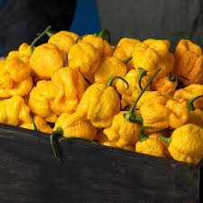 Gelb Brain Strain Pepper Planting Samen