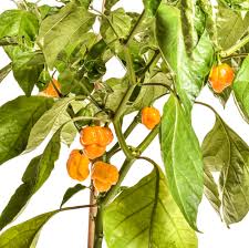Gelb Brain Strain Pepper Planting Samen